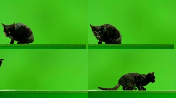 黑猫在绿色背景前跳跃。