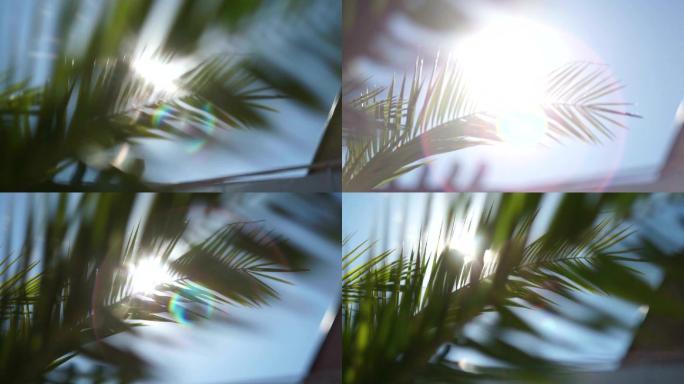 阳光穿过棕榈树的树枝