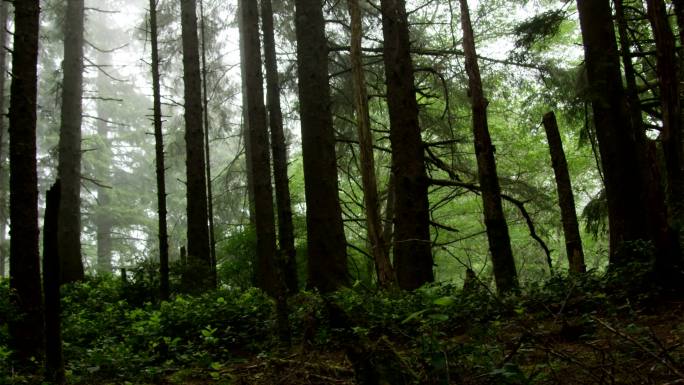 诡异的雾气笼罩着一片阴森的森林。