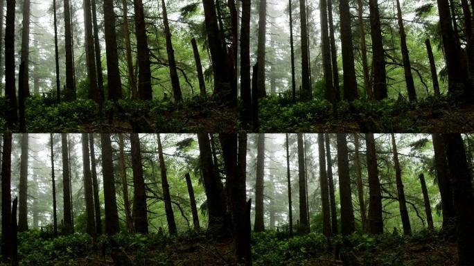 诡异的雾气笼罩着一片阴森的森林。