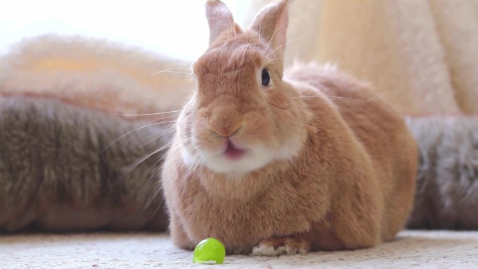 有趣的兔子吃着葡萄