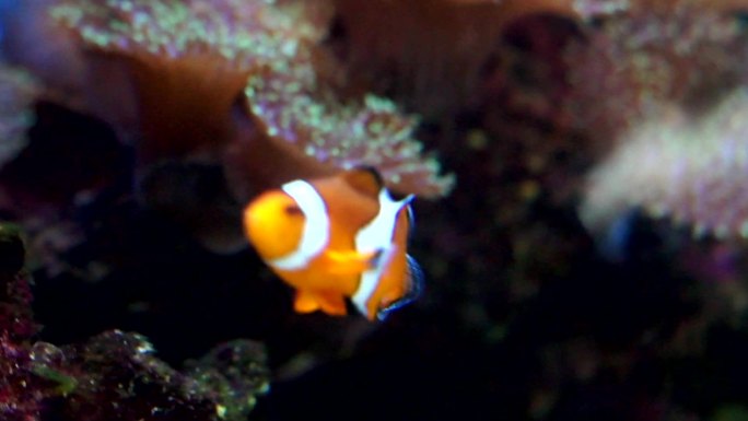 水族馆里的小丑鱼热带咸水鱼视频素材实拍