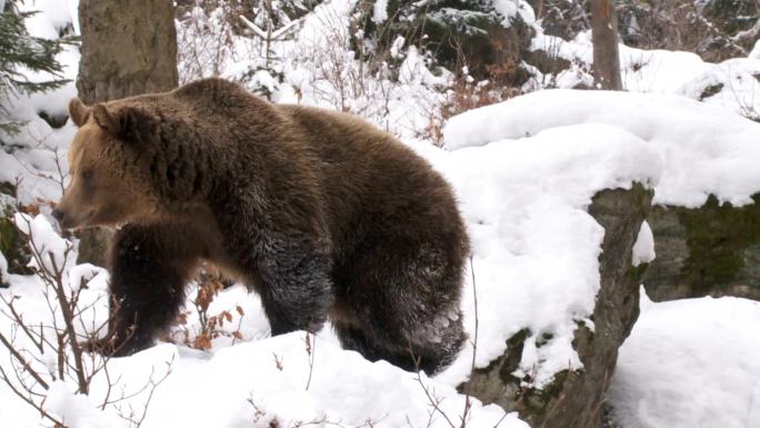 棕熊国家森林公园冬天雪地