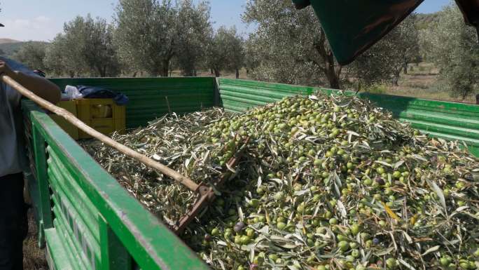 农民们用耙子把刚摘下的橄榄放在卡车上
