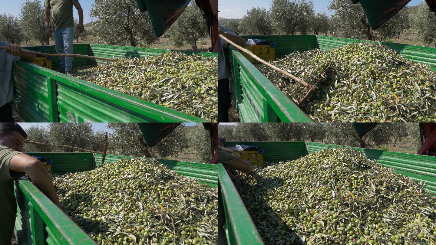 农民们用耙子把刚摘下的橄榄放在卡车上