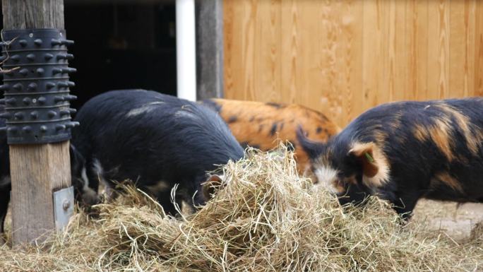 猪在围栏里吃干草宰杀农村分猪农业过年