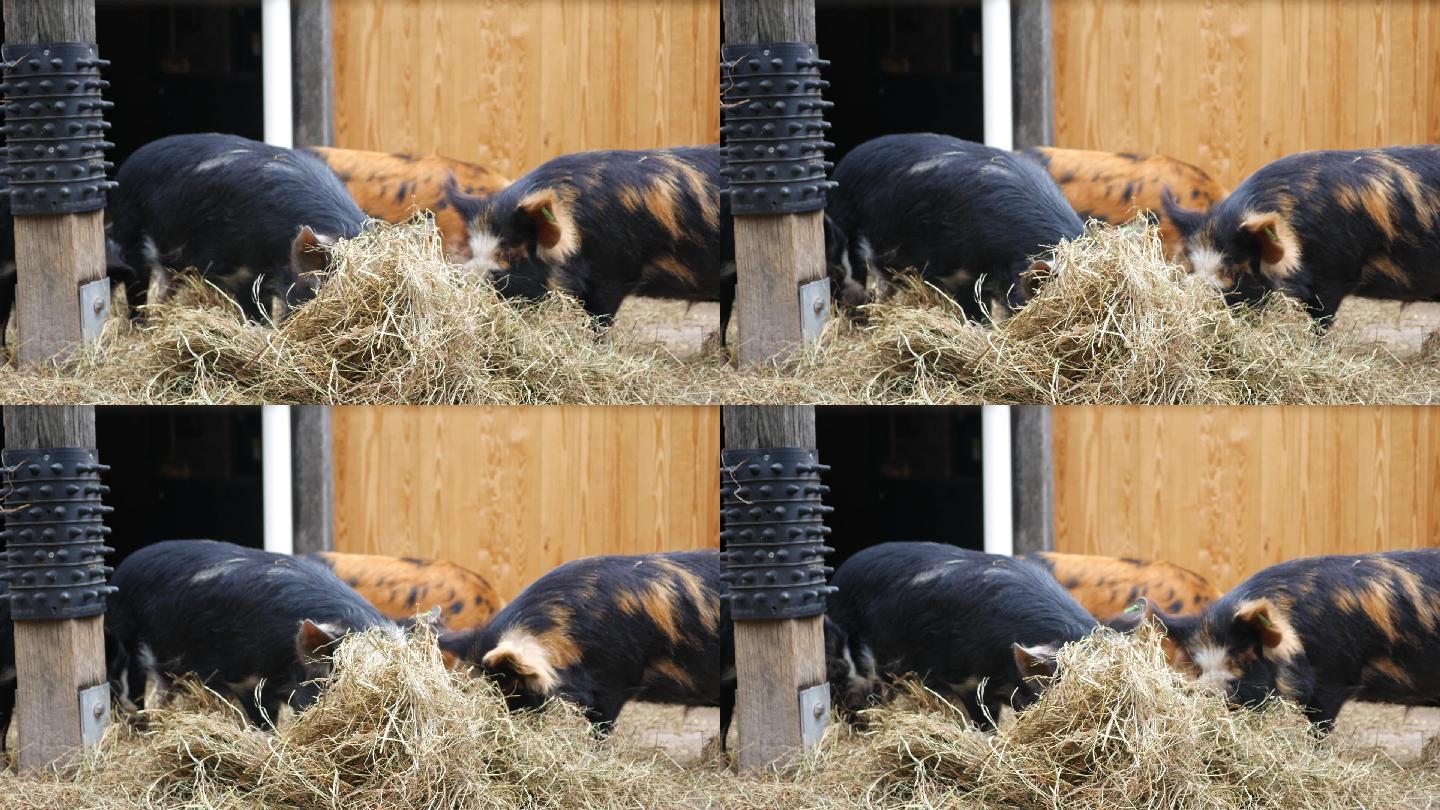 猪在围栏里吃干草宰杀农村分猪农业过年