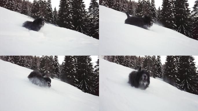 黑色牧羊犬在雪地里跳跃，玩得很开心