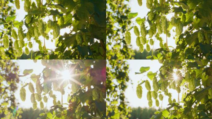 阳光下挂在树上的啤酒花球果