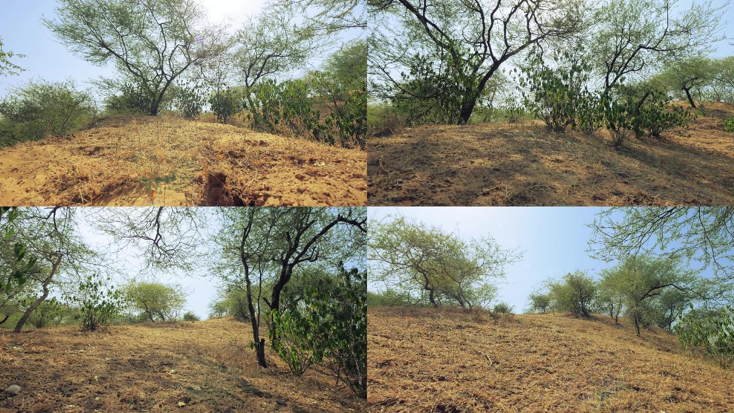 印度拉贾斯坦邦绿树成荫的沙漠