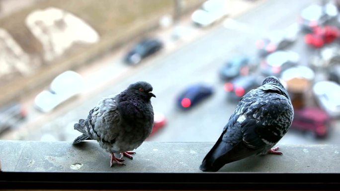 窗台上的两只鸽子黑色鸽子黑鸽子