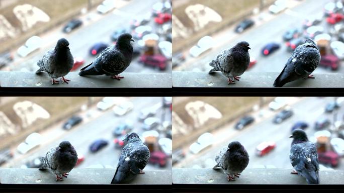 窗台上的两只鸽子黑色鸽子黑鸽子