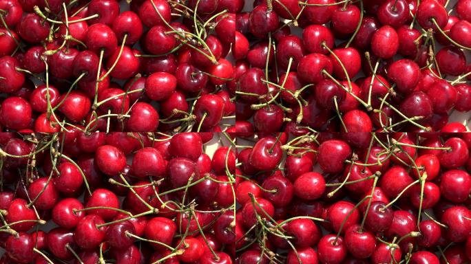 天然成熟的红樱桃车厘子展示果子果实