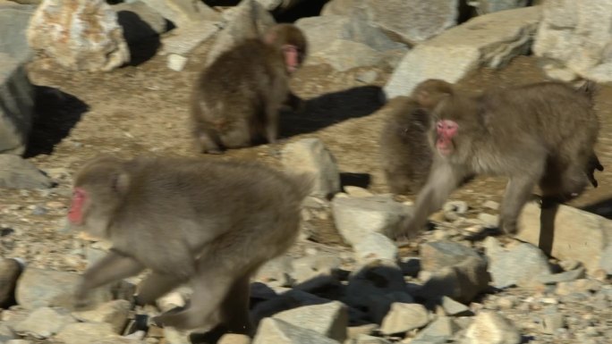 山上成群结队的猴子