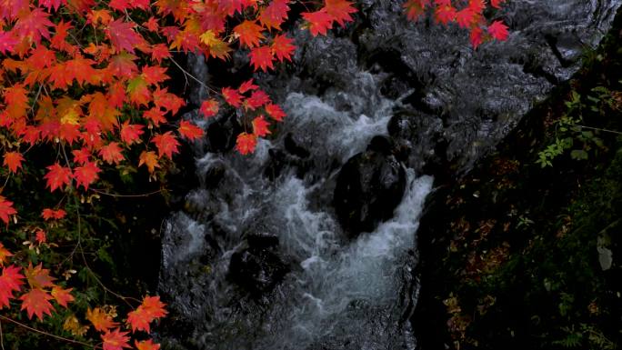 鲜红的枫树和山涧水流湍急小溪流水户外绿色