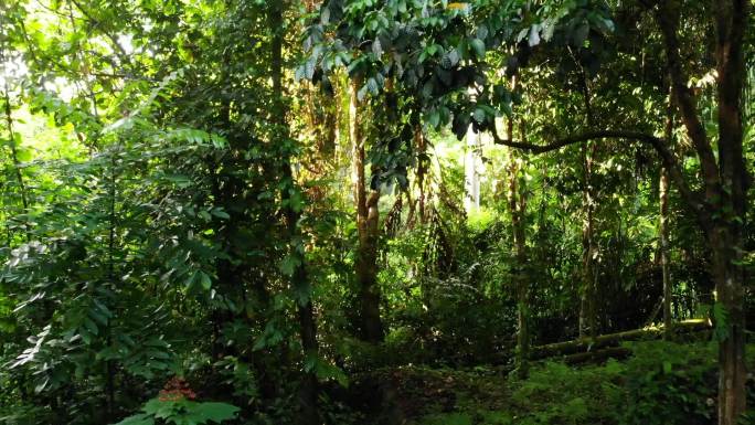阳光照射下的热带雨林
