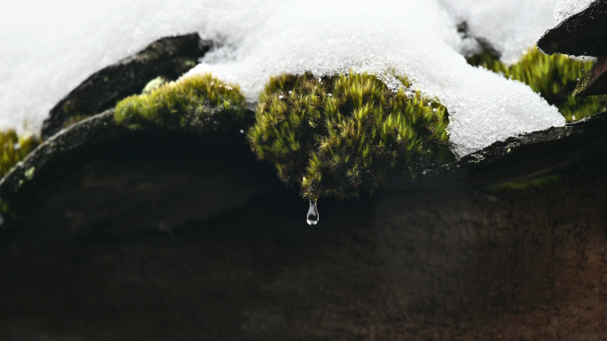 下雪天长满青苔的青瓦檐口积雪融化水滴落下