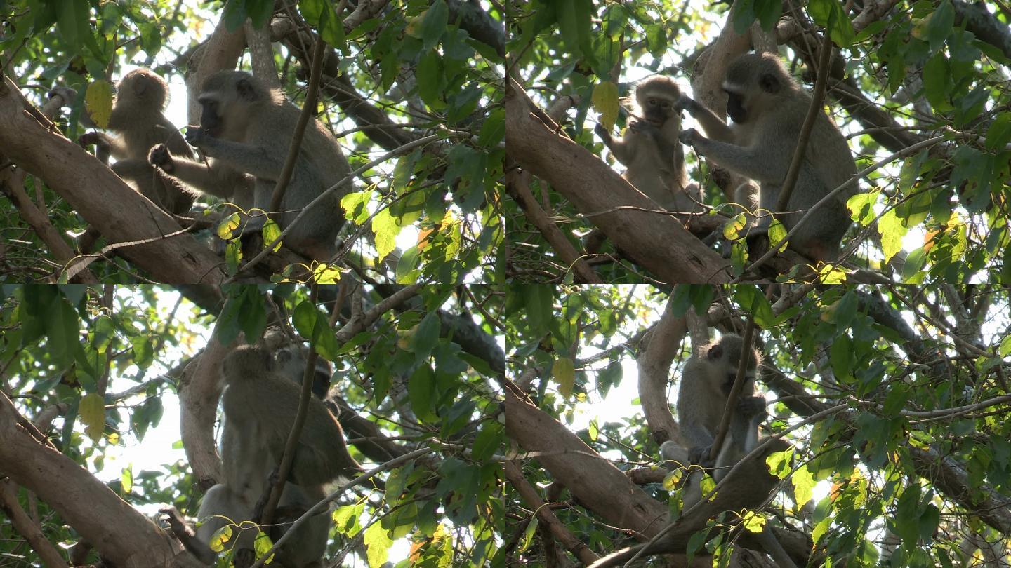 猴子在树枝上玩耍猴子上树森林深处动物园