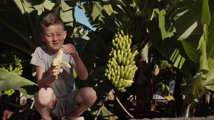 可爱的宝宝在香蕉农场吃香蕉