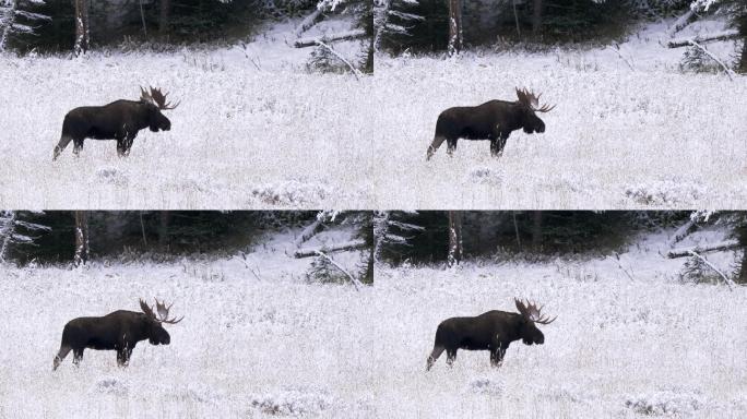黄石公园一头驼鹿野外冬天抖音短视频生态环