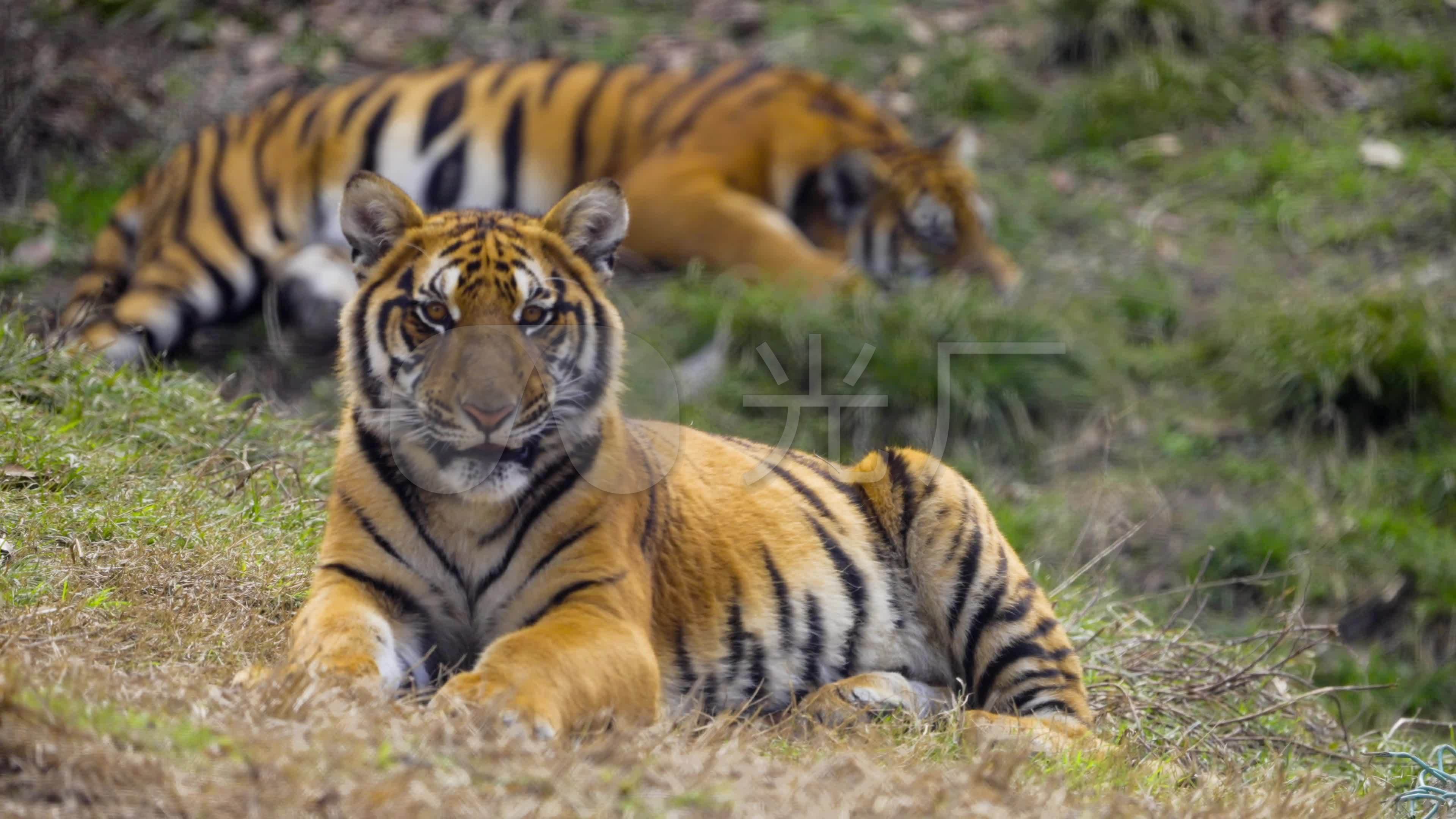 动物白天老虎动物园内趴着摄影图配图高清摄影大图-千库网