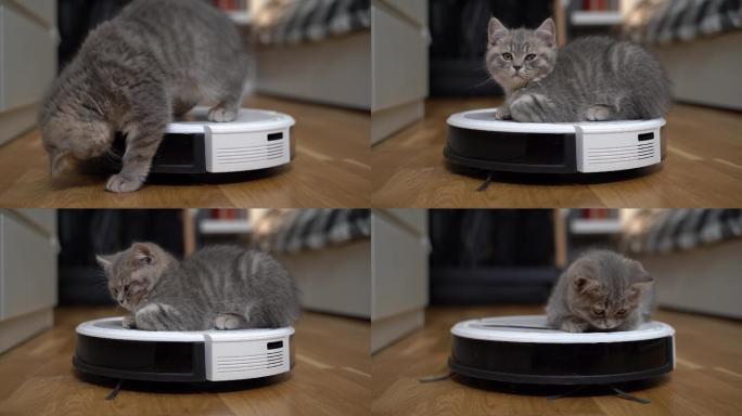 智能技术和宠物猫咪扫地机器人悠闲