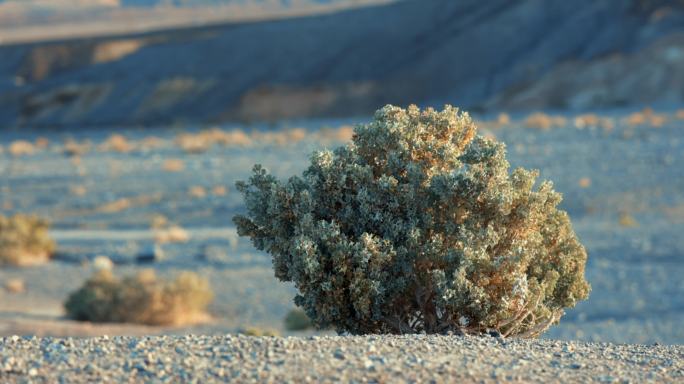 死亡谷沙漠植物荒漠戈壁滩