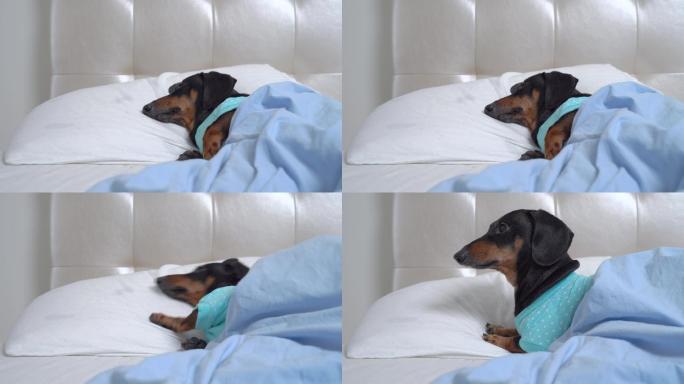 可爱的腊肠犬穿着睡衣