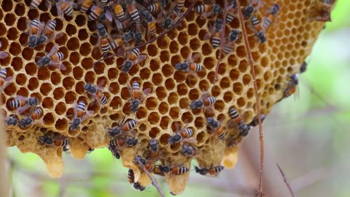 蜜蜂照顾蜂巢蜜蜂蜂巢蜂蜜马蜂窝