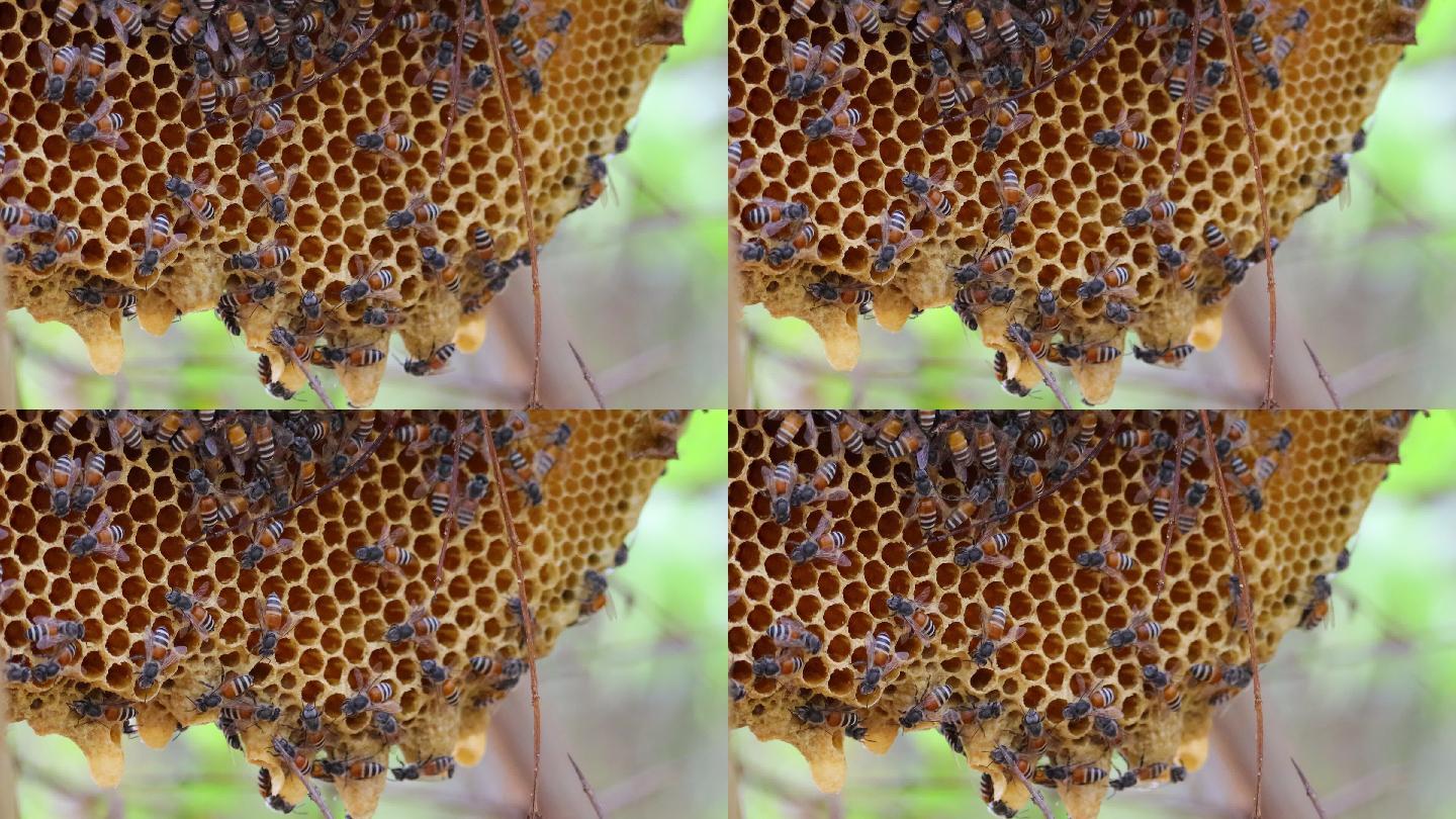 蜜蜂照顾蜂巢蜜蜂蜂巢蜂蜜马蜂窝