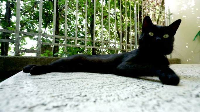 一只黑猫躺在石头上