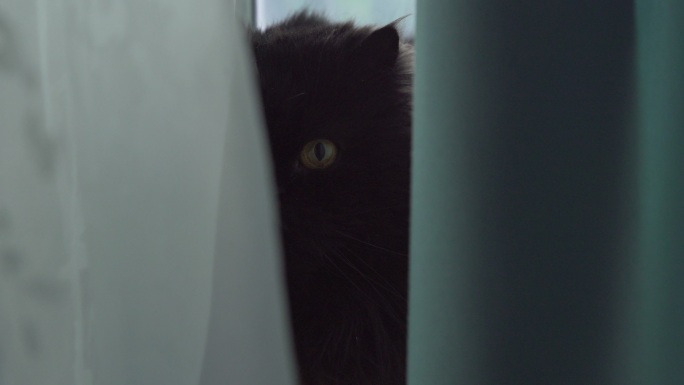 坐在窗帘后的黑色波斯猫
