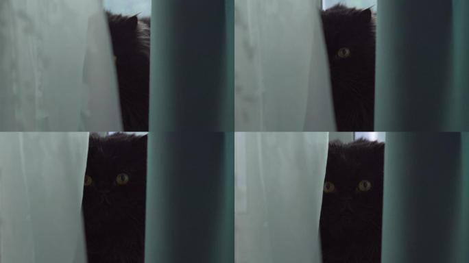 坐在窗帘后的黑色波斯猫