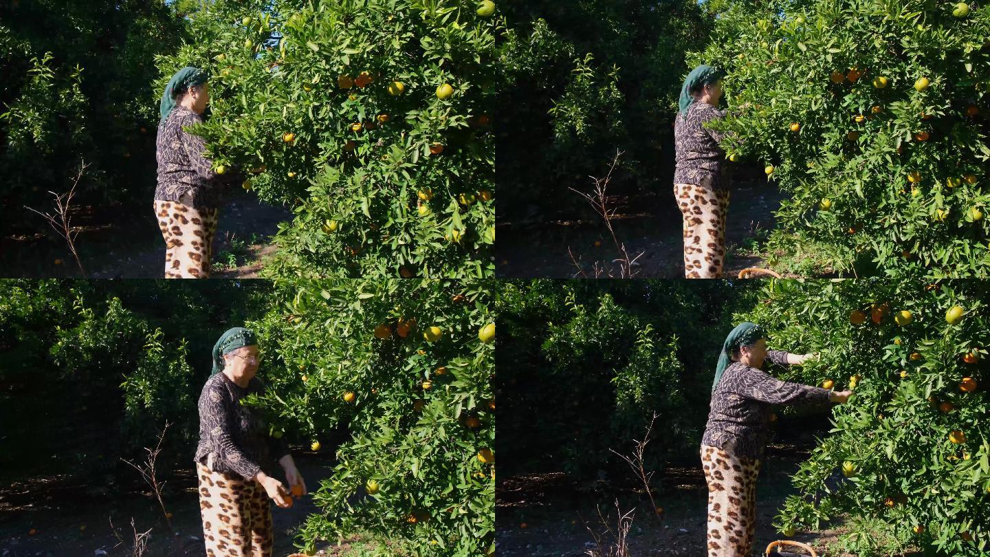 采摘橘子的老妇人视频素材