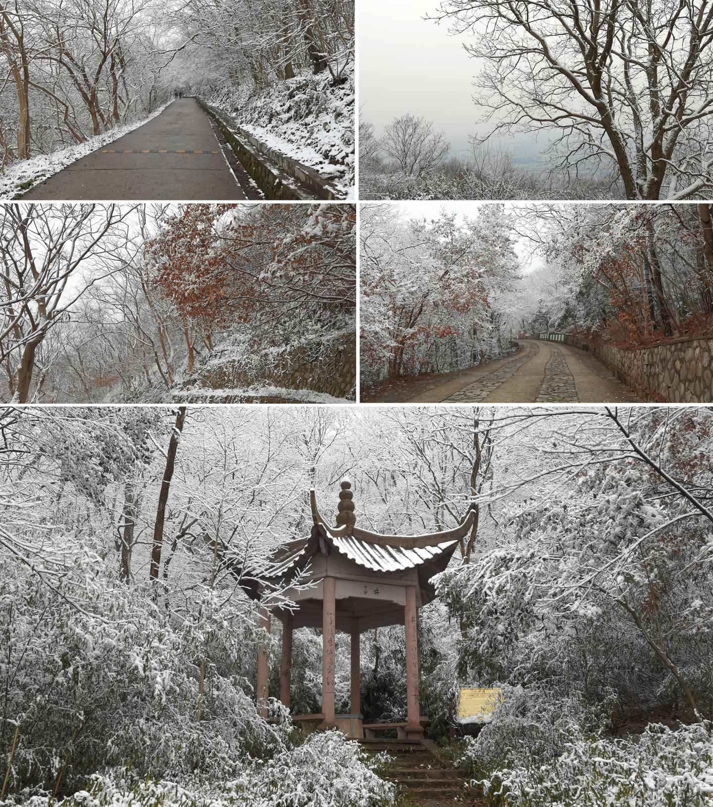 南京紫金山雪景实拍
