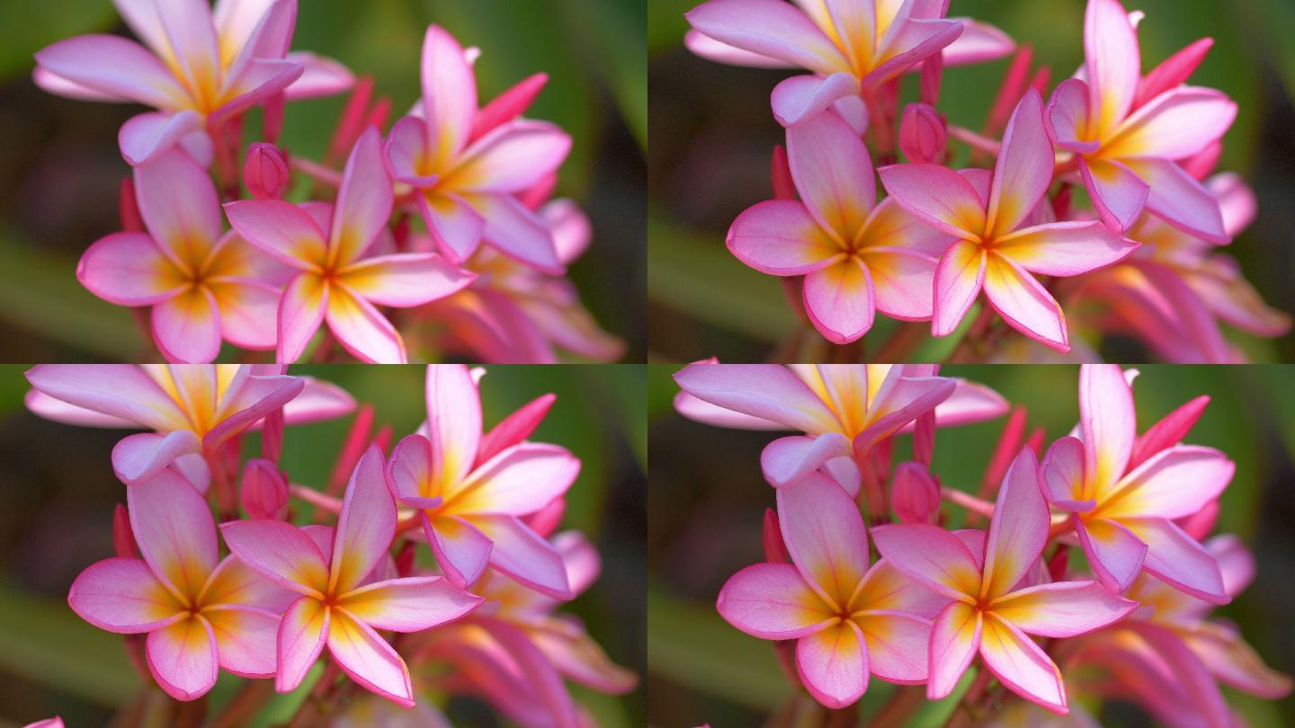 夏威夷的粉色鸡蛋花