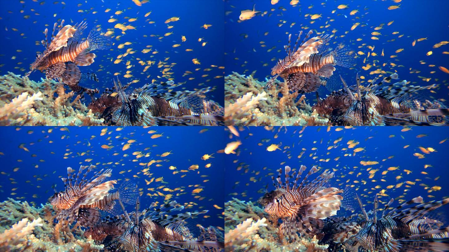热带水下鱼礁海狮鱼