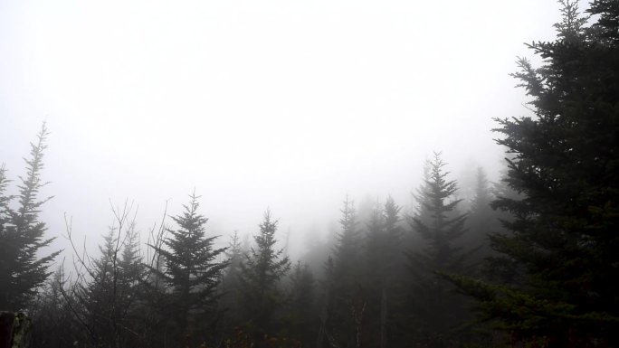美国大烟山国家公园雾蒙蒙的森林
