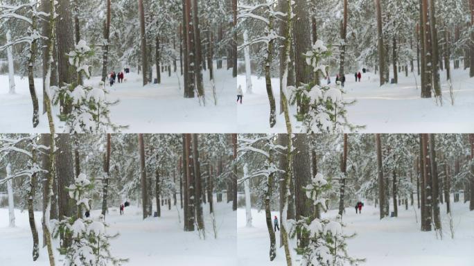 冬天，人们在松林中散步