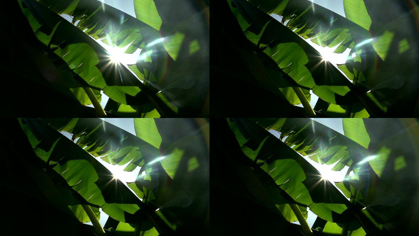 摄像机追踪热带香蕉叶