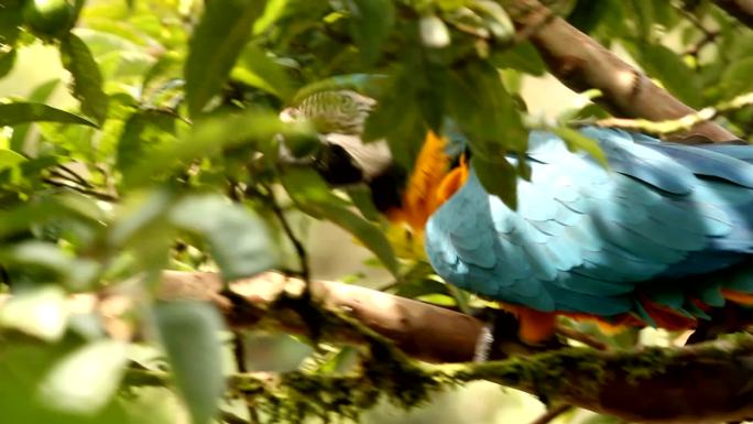 蓝黄金刚鹦鹉在一棵树上吃水果
