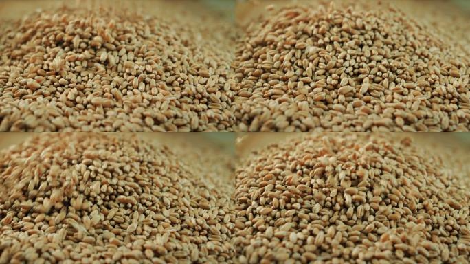 精选的小麦麦子粗粮有机食品