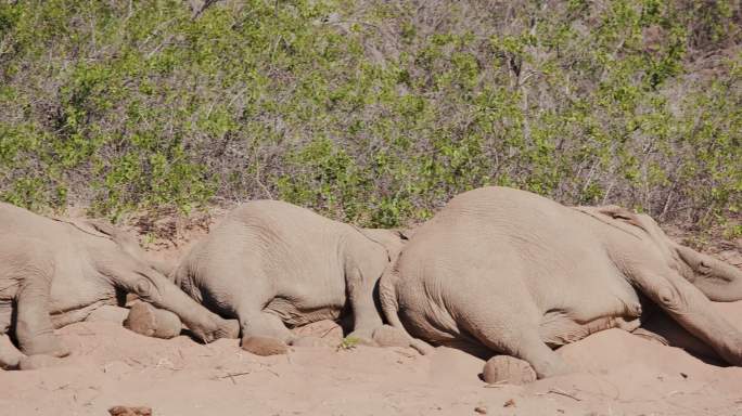 五头沙漠大象躺着睡觉