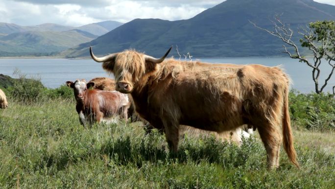 苏格兰穆尔岛高地牛
