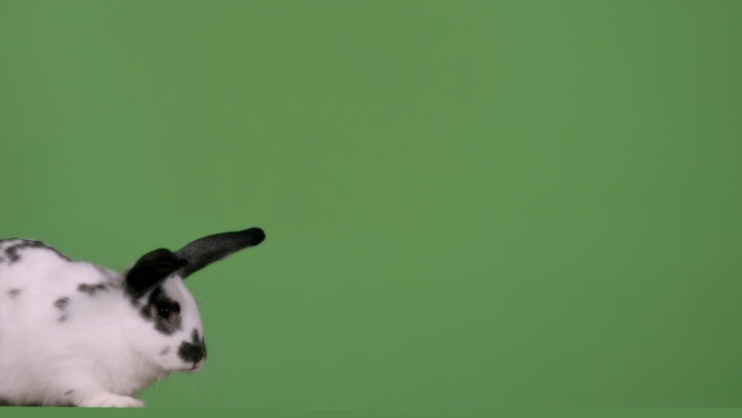 黑白兔在绿色屏幕上奔跑