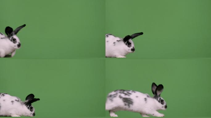 黑白兔在绿色屏幕上奔跑
