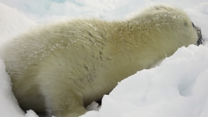 可爱的新生海豹在冰白色的海洋上。