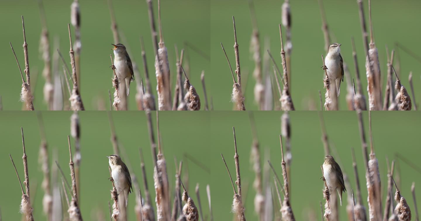 栖息在芦苇上的小型鸣禽莎草莺。