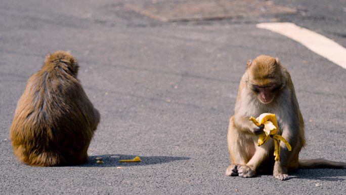景区内道路行走吃香蕉的猴子