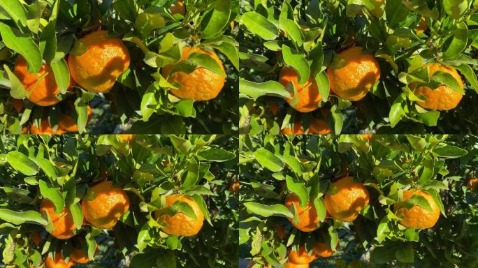 树上成熟的柑橘新鲜度自然柑橘